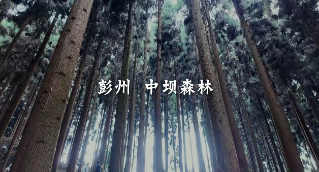 端午节三星堆一日游，赶赴一场暮光之城同款森林吸氧路线！
